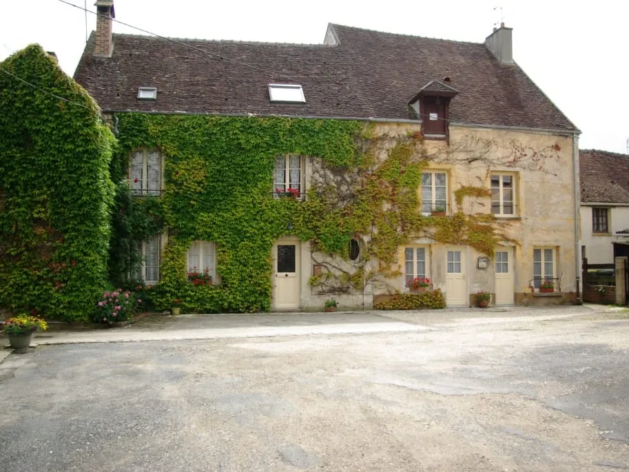 La vigne vierge
