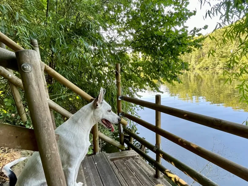 Entre rivière et bambous